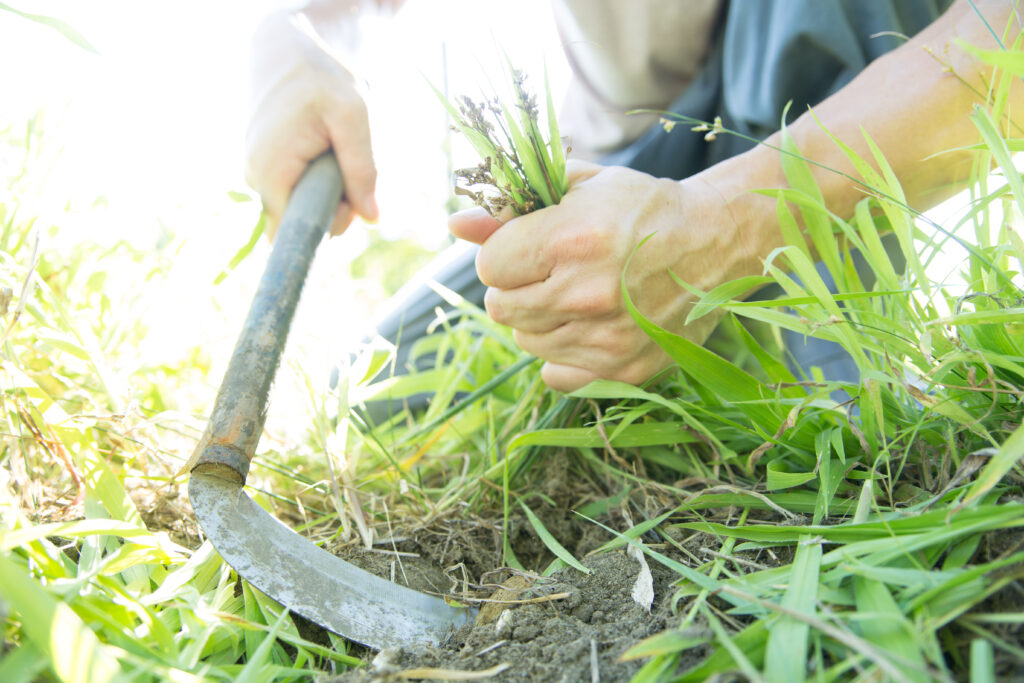 便利屋が教える草刈りの正しいやり方とは？庭を美しく保つ方法全解説